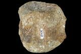 Fossil Unidentified Dinosaur Vertebra - Aguja Formation, Texas #116723-1